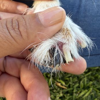 Happy Tails - All 10 nails were red and irritated like this - Pet Groomers Near Me - Anaheim, California