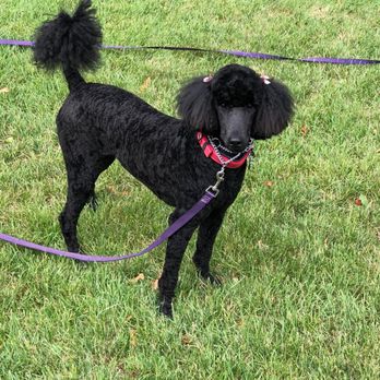 Fancy Doggy - Groomed with her puffy tail - Pet Groomers Near Me - Queens, New York Fancy Doggy - Groomed with her puffy tail - Pet Groomers Near Me - Queens, New York