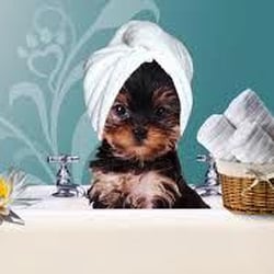 Jen's Paw Spa - Spa Day