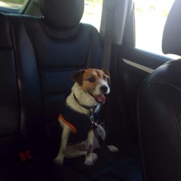 Max after grooming! Loving it :)