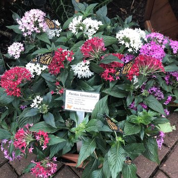 Olbrich Botanical Gardens - Butterflies! - Botanical Gardens Near Me - Madison, Wisconsin