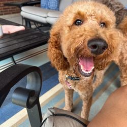 Belinda's Pet Salon - Honey after grooming with a big smile!!