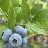 Blues End Farm gift card