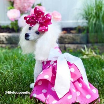 Happy Wagging Tails - Pet Boarding Near Me Happy Wagging Tails - Pet Boarding Near Me