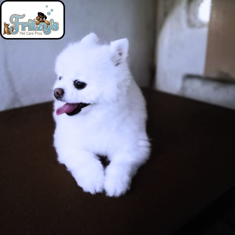 FRITZY’S PET CARE PROS Updated August 2024 427 Photos & 309 Reviews