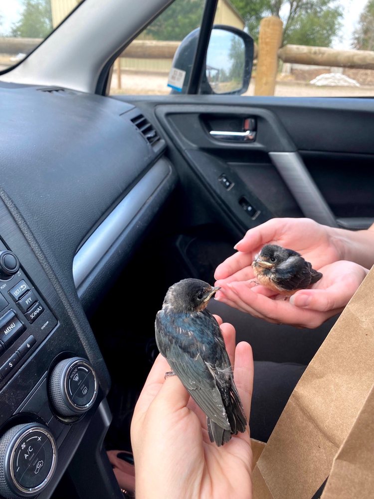 Wildlife Rehabilitation Center of Northern Utah - social services organization in Ogden, UT