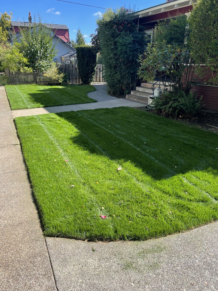 Green scene landscape - tree service in Albany, OR
