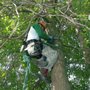 L'Escouade des Arbres