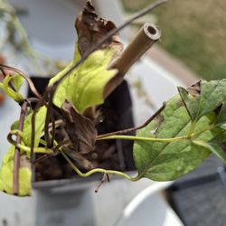 Gardening Express