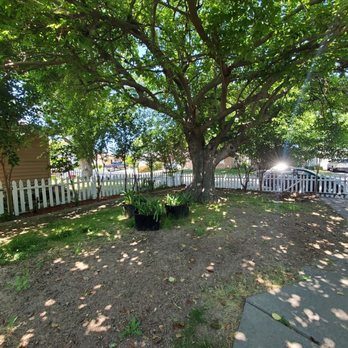 Care Tree Care - Before - Tree Services Near Me Care Tree Care - Before - Tree Services Near Me