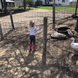 Farm animals for the kids