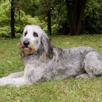 Marj the Dog Trainer - Pet Training Near Me - Tulsa, Oklahoma Marj the Dog Trainer - Pet Training Near Me - Tulsa, Oklahoma