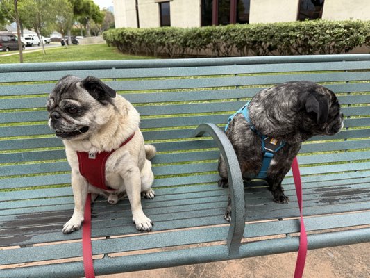 Abraham Lincoln Park by null