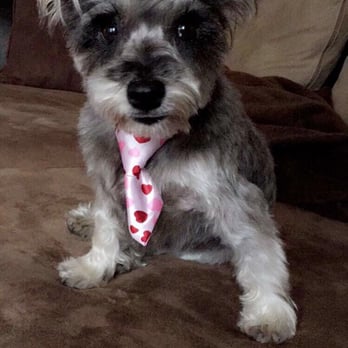 Austin Pet Stylist - Pet Groomers Near Me - Austin, Texas Austin Pet Stylist - Pet Groomers Near Me - Austin, Texas