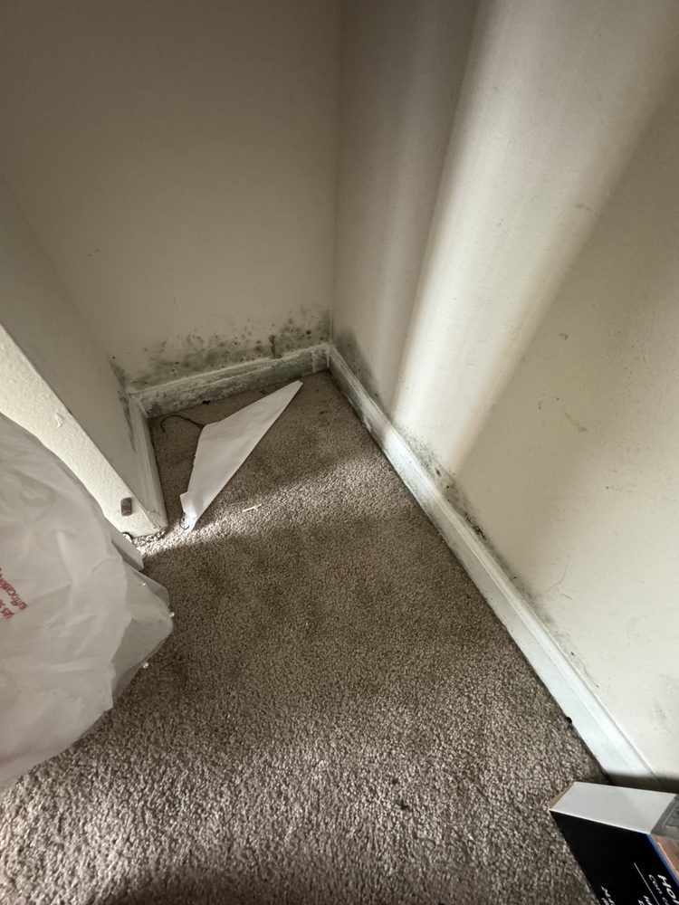 Rapid Air Testing - mold inspector in Metairie, LA