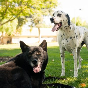 Thomas Kim Photography - Pet Photography Near Me - Beverly Hills, California