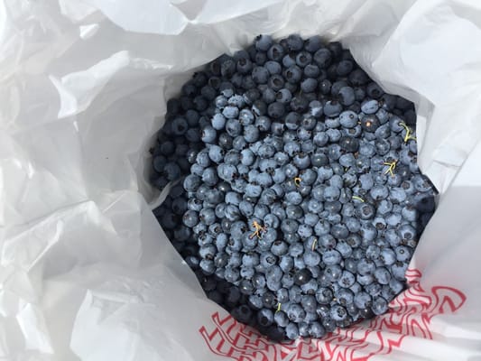 Mercer Slough Blueberry Farm by null