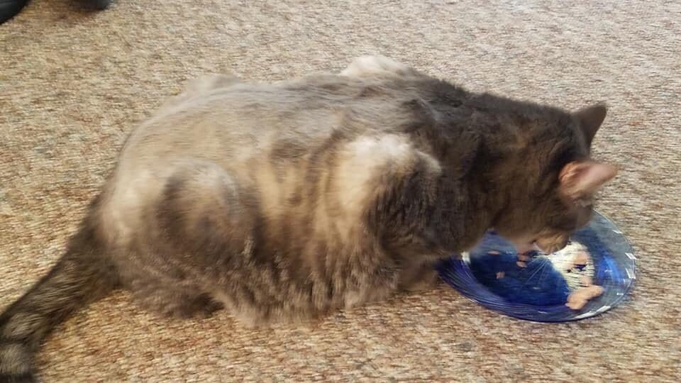 PET HOLLYWOOD 3029 23rd Ave E, Hibbing, MN Yelp