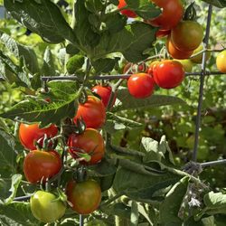 Brownsville Station Cafe - Tomatoes! They were in our salad