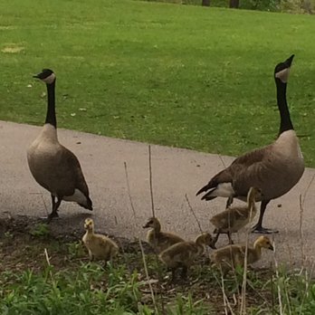 North Pond Nature Sanctuary - Stay clear of the babies! - Parks Near Me - Chicago, Illinois