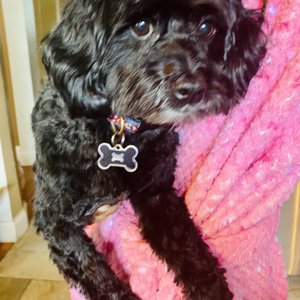 Photo of VIP Pet Grooming Studio - Wantagh, NY, United States