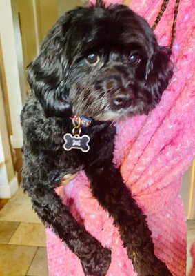 Photo of VIP Pet Grooming Studio - Wantagh, NY, US.