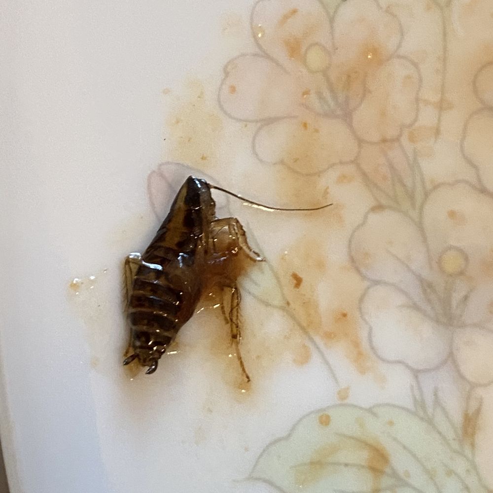 Tang Pavilion - Found some baby cockroaches in my delivery. No thanks. - Shanghainese Near Me - New York, New York Tang Pavilion - Found some baby cockroaches in my delivery. No thanks. - Shanghainese Near Me - New York, New York