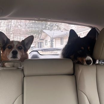 4 Paws Lodge - Here they are on their way to the Taj Ma Paw.  (4 Paws Lodge) - Pet Training Near Me - Fishers, Indiana