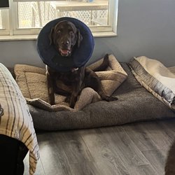 Woodland Animal Clinic - Beauregard says, thank you