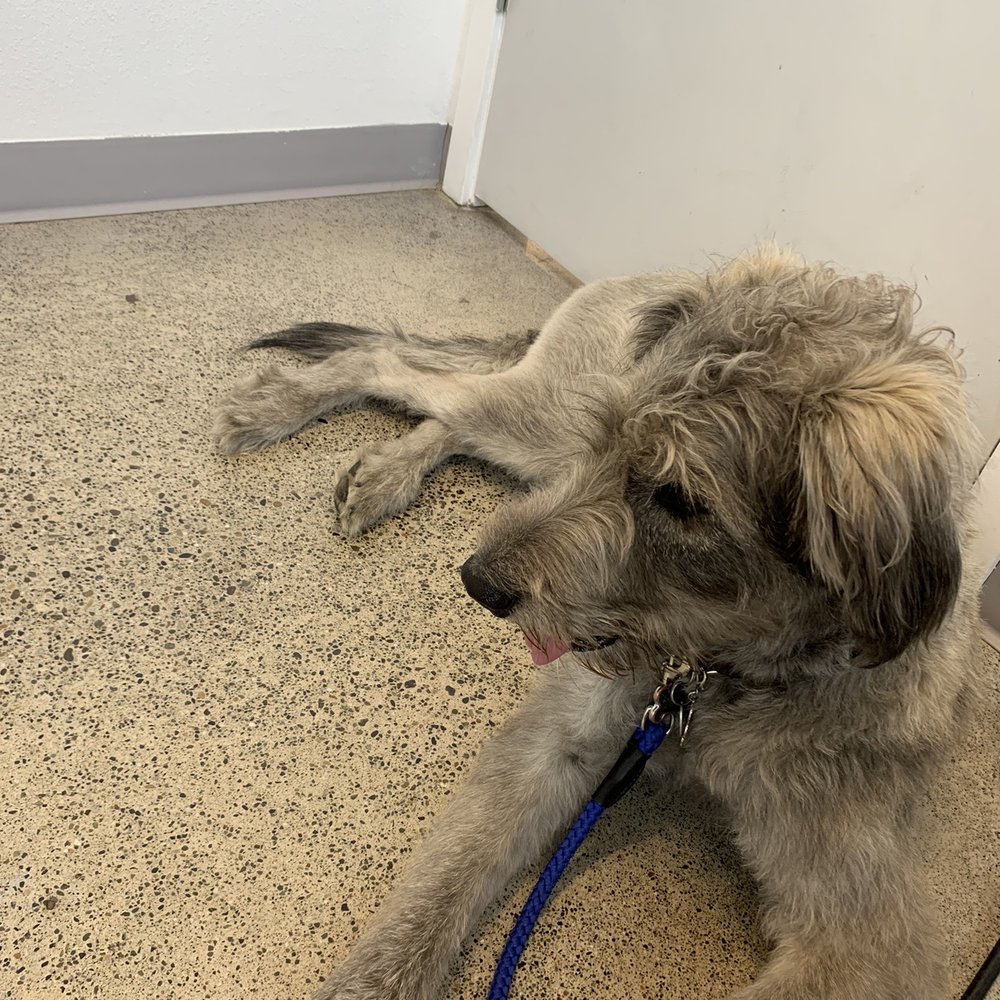 Value Pet Clinic - Ollie - Veterinarians Near Me - Puyallup, Washington Value Pet Clinic - Ollie - Veterinarians Near Me - Puyallup, Washington