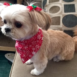 Tara-Yaki, ready for Christmas!