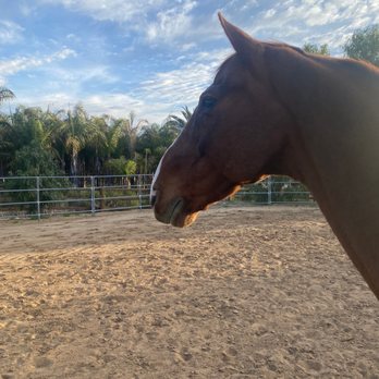 Hidden Horseshoe Ranch - Horse Boarding Near Me - Menifee, California