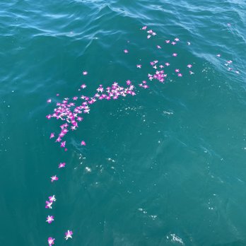 Sea Star Burials at Sea - The orchids floated so nicely and look beautiful against the sea. FYI-heavy flowers will sink pretty quick. - Funeral Services & Cemeteries Near Me - Oceanside Harbor, California