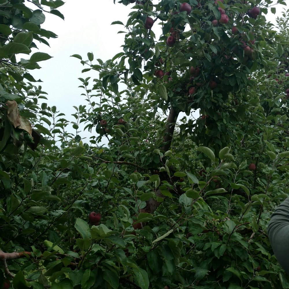 Whittier Fruit Farm - Apple trees - Fruits & Veggies Near Me - Rochester, New York Whittier Fruit Farm - Apple trees - Fruits & Veggies Near Me - Rochester, New York