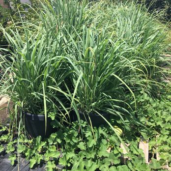 Doan's Nursery - Lemongrass - Nurseries & Gardening Near Me - Irving, Texas Doan's Nursery - Lemongrass - Nurseries & Gardening Near Me - Irving, Texas