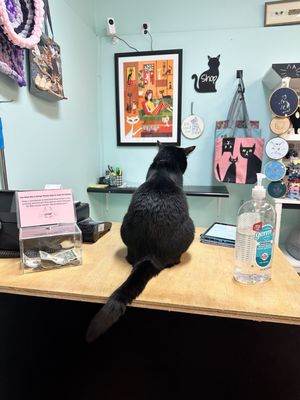 Catnip Cat Cafe by null