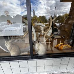 Buke Baking - Kitties in the window