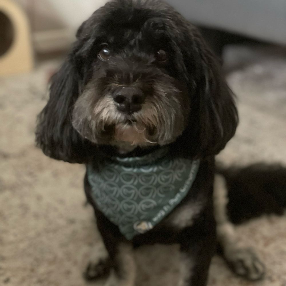 Wag N Purr Grooming - My senior cockapoo after her grooming - Pet Groomers Near Me - Ontario, California
