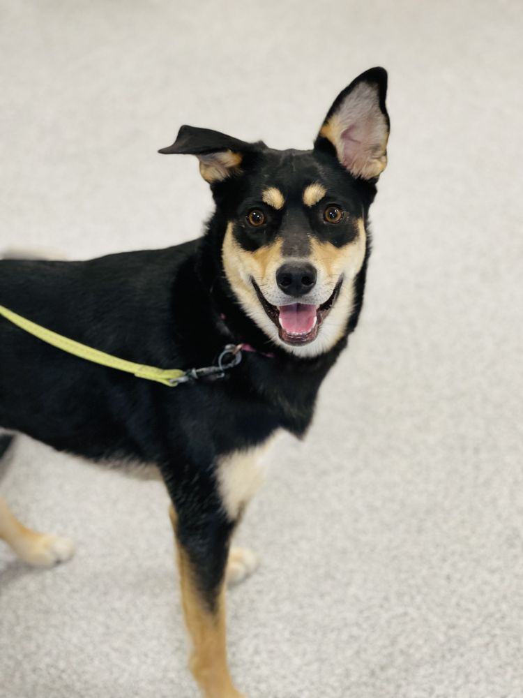 MILLARD VETERINARY CLINICS Updated September 2024 11 Reviews 5757