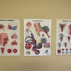 Commonwealth Ears Nose and Throat Specialists - The Ear Nose and Throat ...