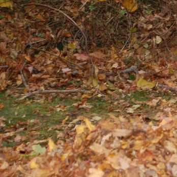 Derek's Landscaping - Spring and Fall Clean Up - Landscaping Near Me Derek's Landscaping - Spring and Fall Clean Up - Landscaping Near Me