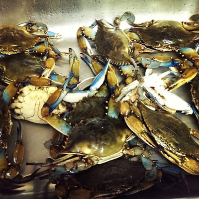 Richard's Fish & Crabs by null