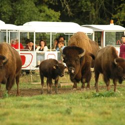 Safari Train - Réserve de Beaumarchais - Proximité avec les bisons d'Amérique
