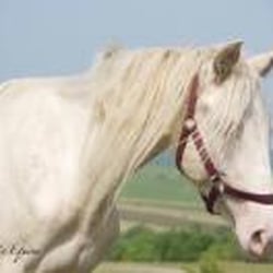 Raindancer Stables