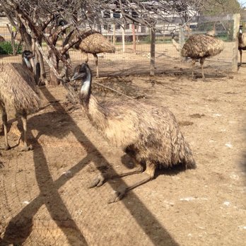 Ostrichland USA - Attraction Farms Near Me - Solvang, California Ostrichland USA - Attraction Farms Near Me - Solvang, California