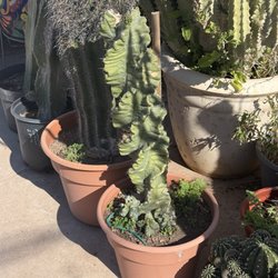 P & M Nursery & Citrus - $800. EIGHT HUNDRED DOLLARS