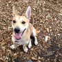 Pooch Pines Dog Park