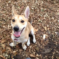 Pooch Pines Dog Park