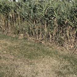 Belle Isle Marsh Reservation