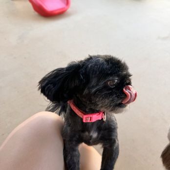 Four Paws Inn - Snowie and Bella summer cut + cute face and Nala deshedding treatment and her shiny coat - Pet Sitting Near Me - Banning, California